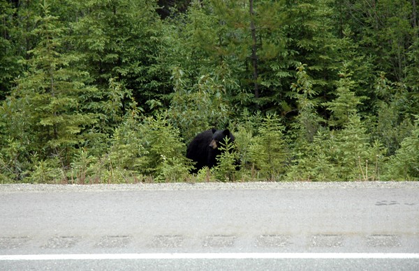 Black Bear